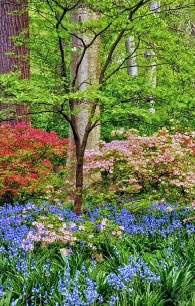 Delaware Blooming azalea and bluebell flowers